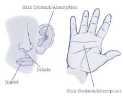 Illustration showing how chemical substances can enter the body.