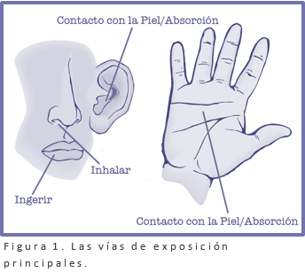 Illustracion que muestra las vias de exposicion principales de absorcion 